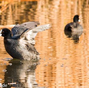 Common Coot