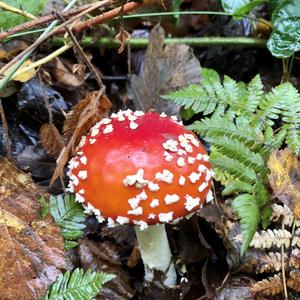 Fly Agaric