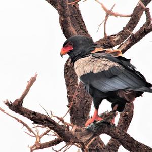 Bateleur