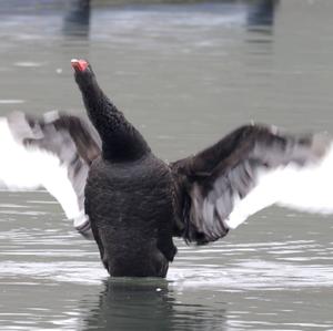 Black Swan