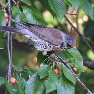 Fieldfare