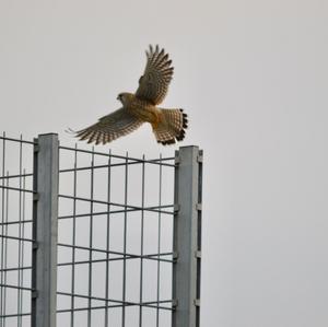 Common Kestrel