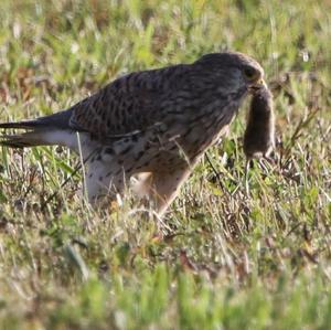 Common Kestrel