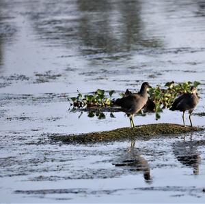 Common Moorhen