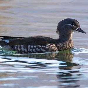 Mandarin Duck