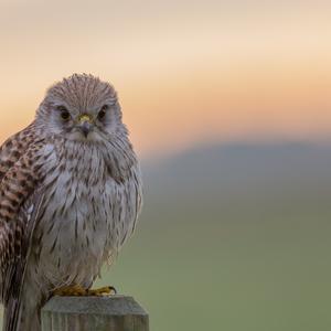 Common Kestrel