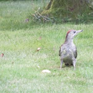 Eurasian Green Woodpecker