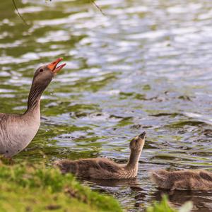 Greylag Goose