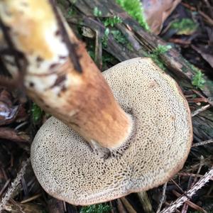 Bay Bolete