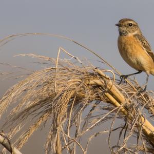 European stonechat