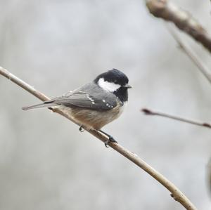 Coal Tit