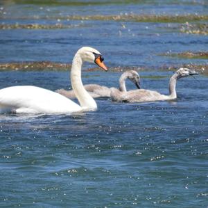 Mute Swan