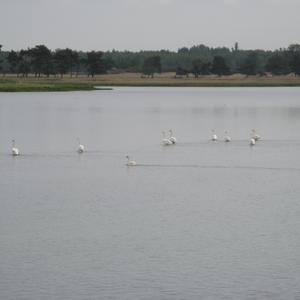 Mute Swan