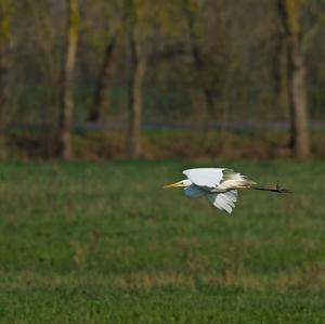 Great Egret