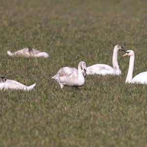 Mute Swan