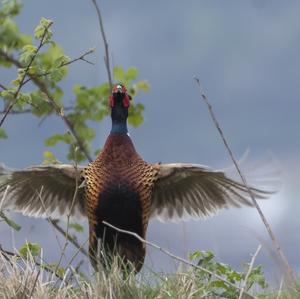 Common Pheasant