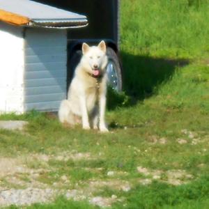 Siberian Husky