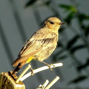 Black Redstart