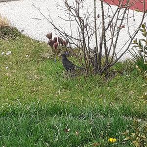 Eurasian Blackbird