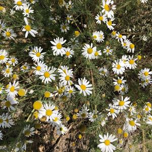 Corn Chamomile