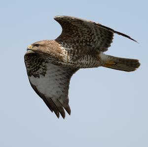 Common Buzzard