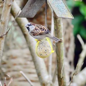 House Sparrow