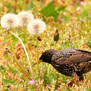 Common Starling