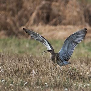 Eurasian Curlew