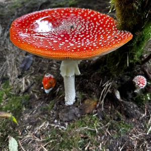 Fly Agaric