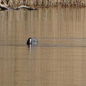 Common Coot