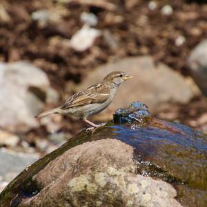 House Sparrow