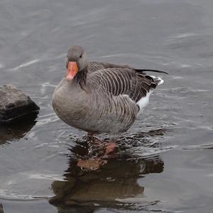 Greylag Goose