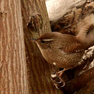 Winter Wren