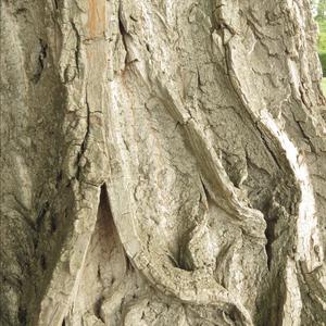 Lombardy Poplar 'Italica'