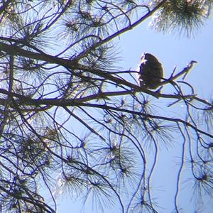 Long-eared Owl