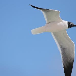 Bonaparte's Gull