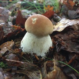 King Bolete