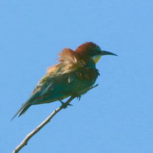 European Bee-eater