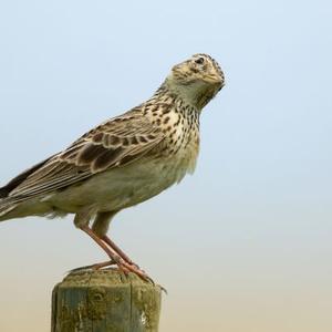 Tree Pipit