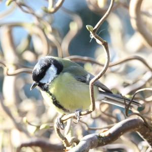 Great Tit