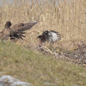 Common Buzzard