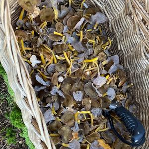 Trumpet Chanterelle