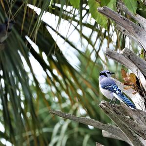 Blue Jay