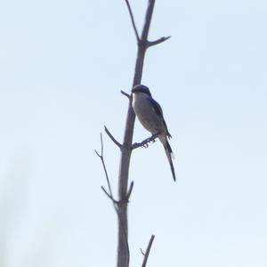 Great Grey Shrike