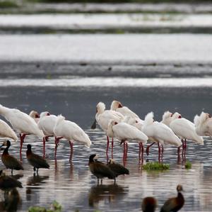 African Spoonbill