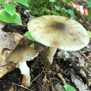 Broad-gilled Agaric