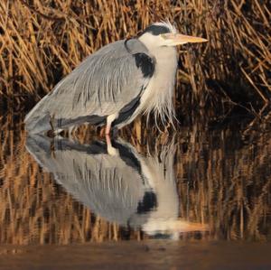 Grey Heron