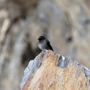 Black Redstart