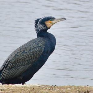 Great Cormorant