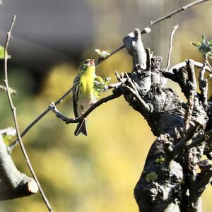 Eurasian Siskin